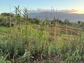 Terreno in vendita in via Cesco Martone in Vendita